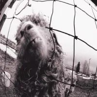 Vs. – Pearl Jam